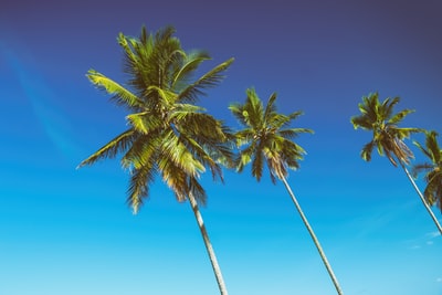 4椰子树下蓝天白天
